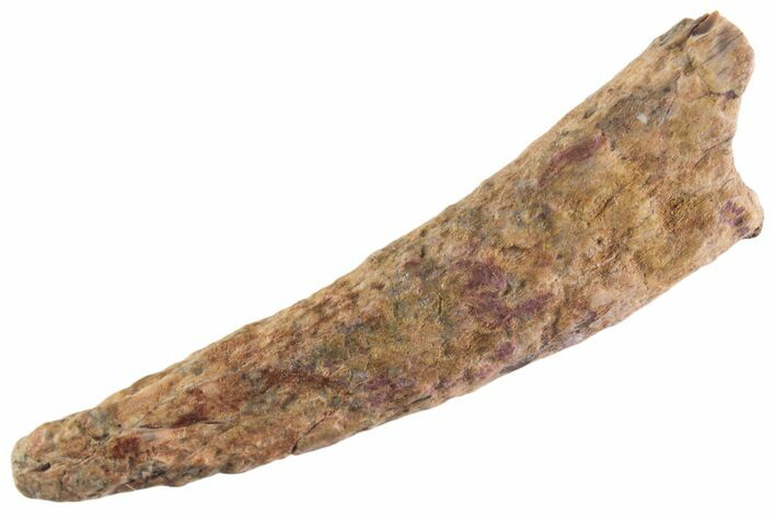 Fossil Pterosaur (Siroccopteryx) Tooth - Morocco #359956